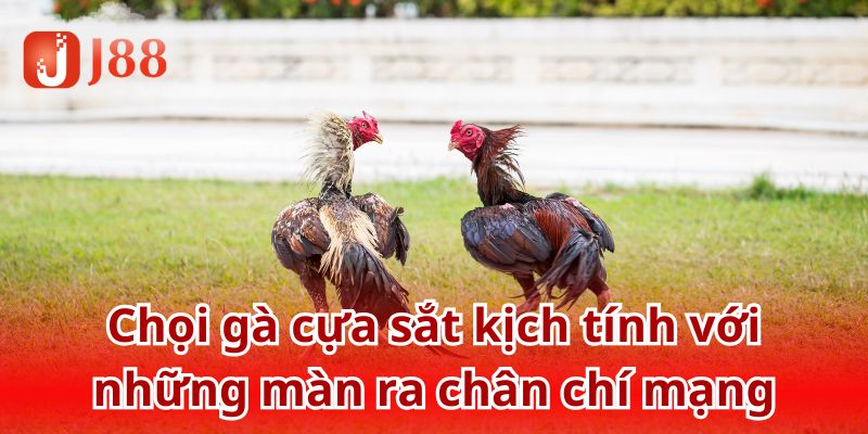Chọi gà cựa sắt kịch tính với những màn ra chân chí mạng